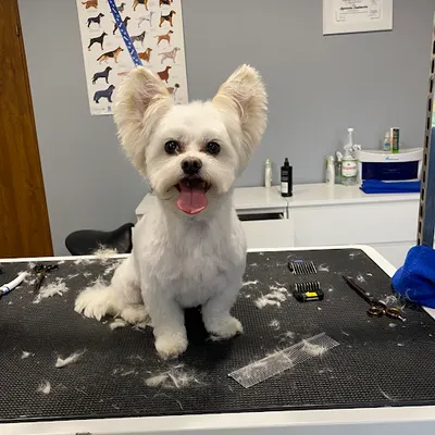 Salon Pielęgnacji Psów Psia Kość